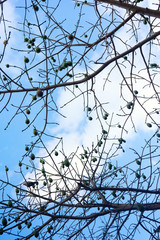 Kapok or Ceiba fruit