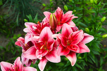 Red and white lilies on green background