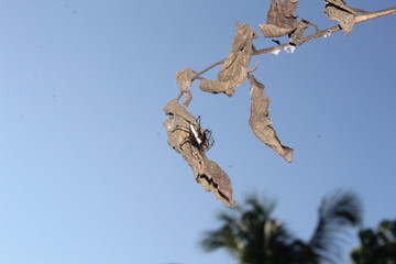 spider with blue sky