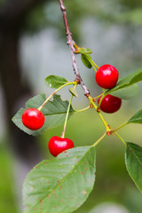 red cherries on a tree