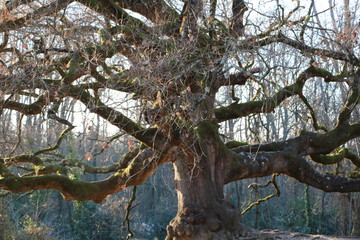 Pinocchio Tree
