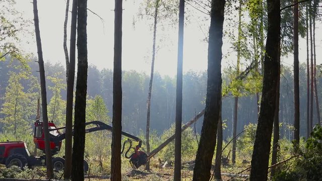 A lumberjack operating a logging machine in a pine forest. Forest Industry. A cut-to-length (CTL) forest harvester. Forest Wheeled Harvester. Forestry Equipment. Logging Equipment.