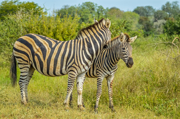 Fototapeta na wymiar Two cute Burchell's Zebra loving in a game reserve grazing on green savannah under blue sky on a hot summer day