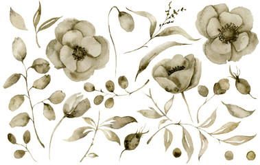 Watercolor sepia anemone set. Hand painted flowers and berries with eucalyptus leaves and branch isolated on white background for design, print or fabric.