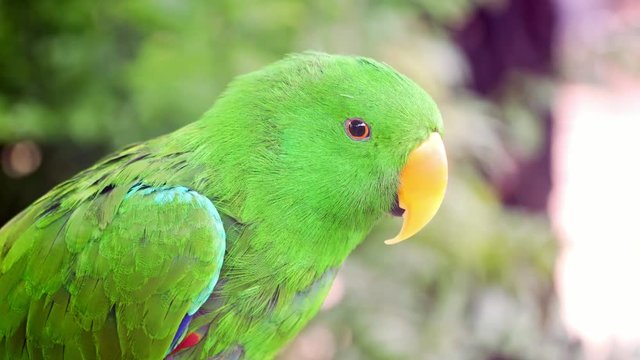 4k Colorful Eclectus Male Green Parrot looking to the camera and blinking. Close up.