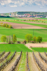 spring vineyard near Retz, Austria