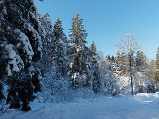 Oberbayern Naturschutzgebiet. Kreuth - Scharling - Point. Langlaufloipe in der Heide an der...