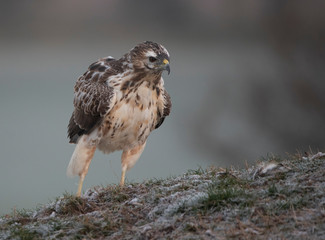 buzzards in the wild