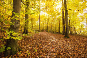 Fototapeta premium Herbstwald