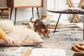  Abyssinian cat hunts for a toy in the studio