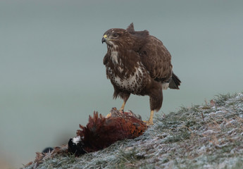 buzzards in the wild
