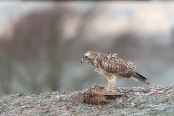buzzards in the wild