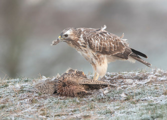 buzzards in the wild