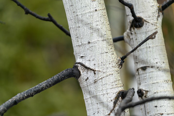Aspen tree trunks in forest