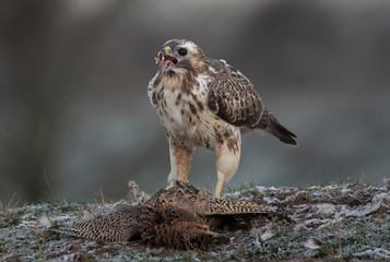 buzzards in the wild