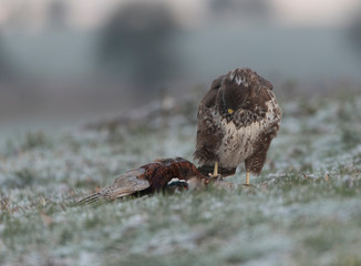 buzzards in the wild