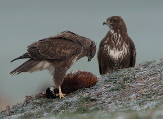 buzzards in the wild