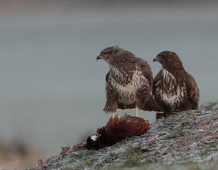 buzzards in the wild