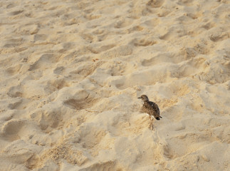 Sandpiper walking at the beach