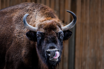 Huge adult Bison with large horns shows tongue
