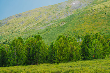 Conifer forest edge on background of giant green mountainside. Coniferous trees before mountain steep slope. Old cedars in highlands. Scenic mountainous landscape. Picturesque scenery. Mountainscape.