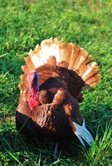 Photo of a Turkey draped in sunlight