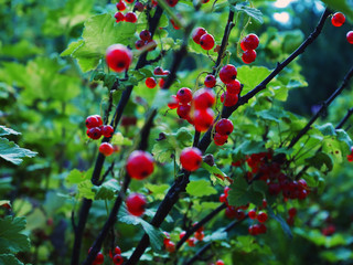 berries on a branch