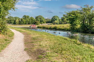 A canal barge moored next to the tow path, near a bridge. Geese, swans and ducks in the water.  
