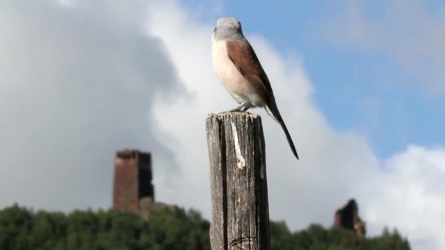 Red backed shrike from Georgia Beautiful Closeup shot of Red backed shrike from Georgia