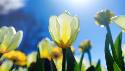 Easter background with white tulip in sunny meadow. Spring landscape with beautiful white tulips. Blooming flowers growing in field against a blue spring sky.