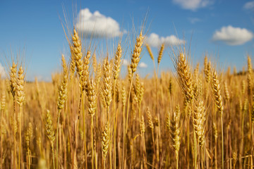 Wheat field blue sky background