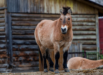Przewalski's horse standing on the hill in zoo