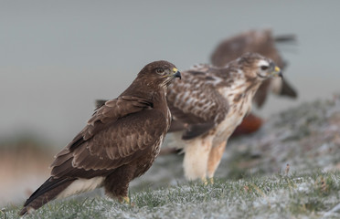 buzzards in the wild