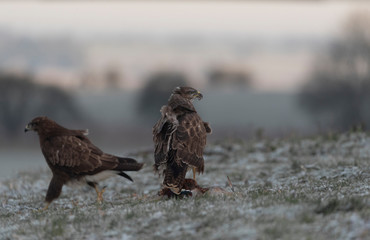 wild buzzard in winter