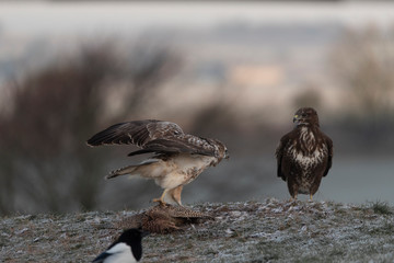 wild buzzard in winter