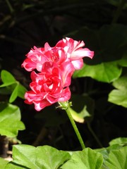 A branch of pink geraniums illuminated by the summer sun. The flowers stand out on a dark...
