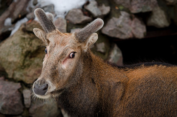 Young deer with fluffy horns worth amid a cliff