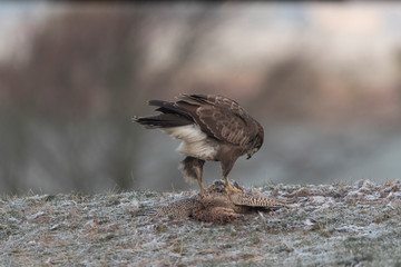 wild buzzard in winter