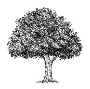 Cartoon doodle drawing illustration of broadleaved or deciduous tree.