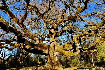 Pinocchio Tree in Tuscany 