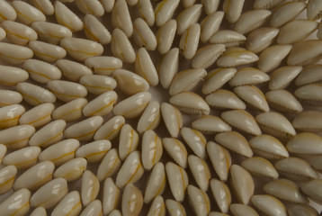 Background of small shells. Summer theme