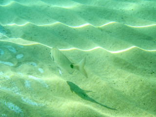 Under the Sea