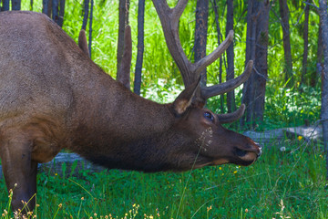 Wild Elk in the Woods