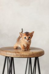 Little red abyssinian kitten in loft