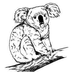 Sketch of realistic koala sitting on branch. Illustration of koala bear.
