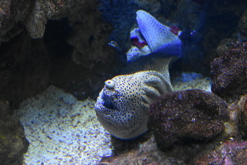 Clin d’œil d'un poisson