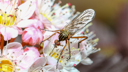 insekten © Turi