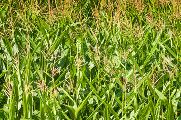 cultivo de maiz en Cantabria