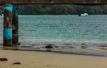 Fototapeta premium PONTON DU LAGON DE MOOREA