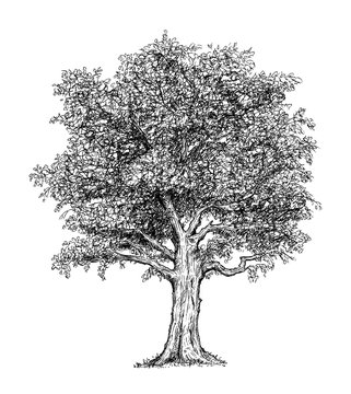 Cartoon doodle drawing illustration of broadleaved or deciduous tree.